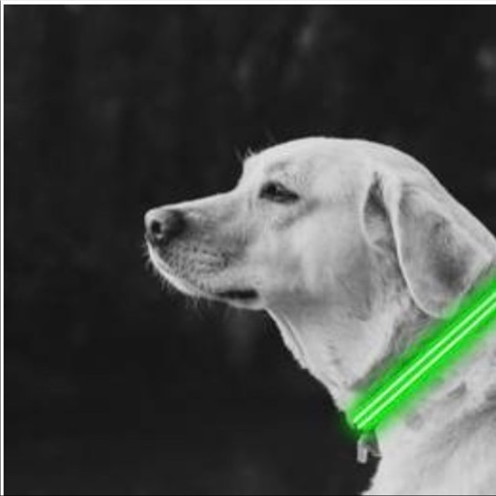 NWT Light Up Dog Collars